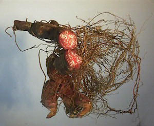 Bloodroot for Mole Removal